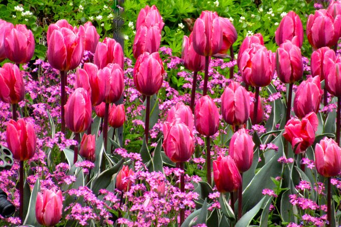 Private Tour Countryside Drive to Butchart Gardens & Victoria - Walking and Photo Opportunities in Victoria’s Neighborhoods