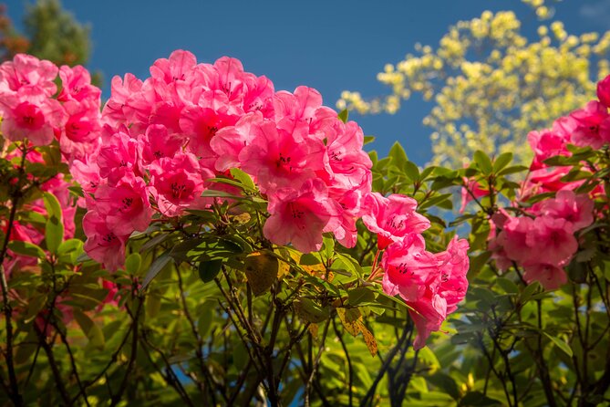 Private Tour Countryside Drive to Butchart Gardens & Victoria - Transportation and Guide Expertise