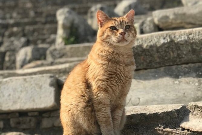 Private Tour : Customized Ephesus Tour for Cruisers from Kusadasi Ephesus Port - Key Points