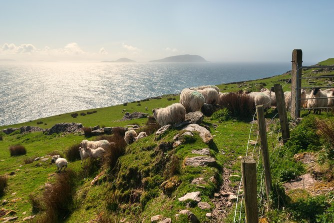 Private Tour: Dingle Peninsula from Dingle - Slea Head Drive and Atlantic Ocean Views