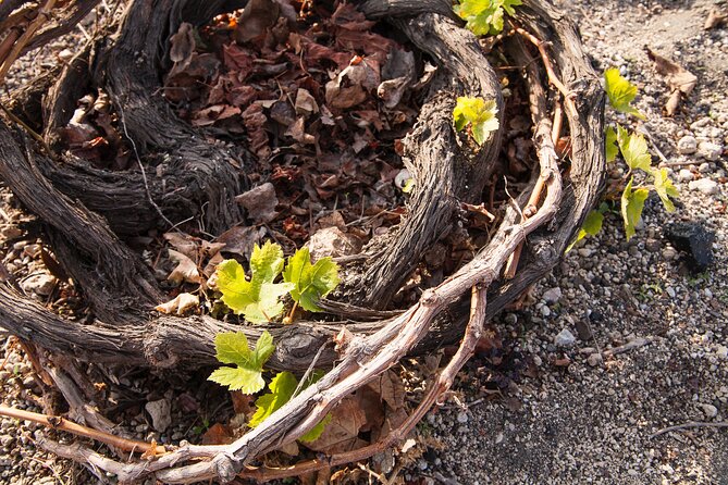 Private Tour: Discover South of Santorini - How This Tour Compares to Other Santorini Experiences