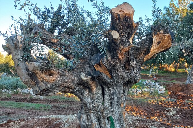 Private Tour: Discover the Secret World of Olives in Afantou - Learning About Olive Harvesting and Oil Production