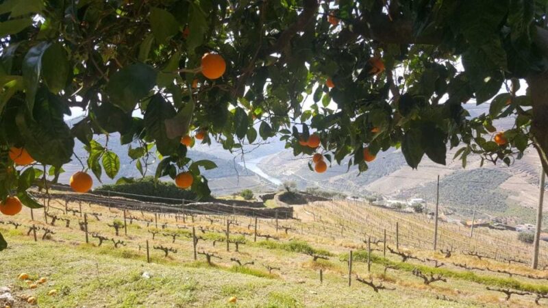 Private Tour: Douro Valley Wine and Food from Oporto - Scenic River Cruise or Visiting Pinhão’s Famous Tile Station