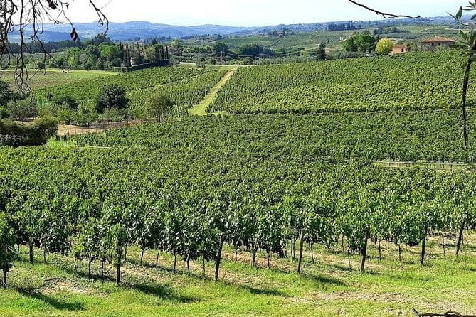 Private Tour: "FRANCIGENA WAY" in Chianti with Lunch & 2 Wine-tastings - Self-Guided Tour of Siena’s Historic Center