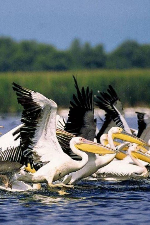 Private Tour from Bucharest to Danube Delta 2 Days Tour - Key Points