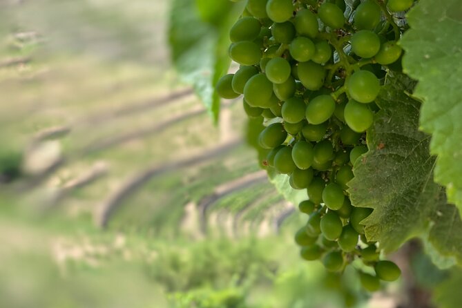 Private Tour From Porto To Douro Valley With River Boat Ride - Scenic Drive Along the Douro with a Stop in Peso Da Regua