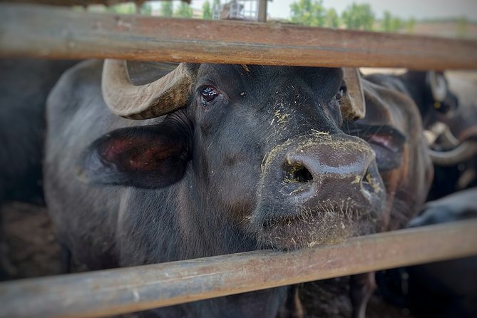 Private Tour from Sorrento/Positano to Paestum and Mozzarella tour - Comfortable Transportation in a Mercedes V Class