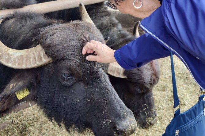 Private Tour from Sorrento/Positano to Paestum and Mozzarella tour - The Buffalo Mozzarella Experience at a Local Dairy