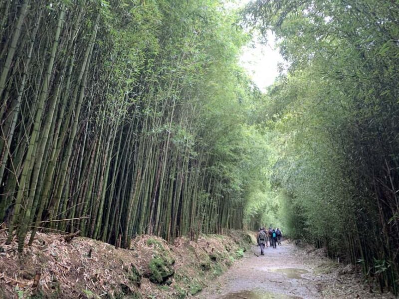 Private Tour Furnas: Furnas Lake Hike & Terra Nostra Park - Witnessing Geothermal Steam at Caldeiras da Lagoa das Furnas