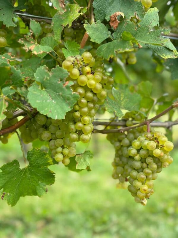 Private Tour: Hidden Gems Wine Tour of Niagara-on-the-Lake - Scenic Drive and Photo Stop in Niagara-on-the-Lake