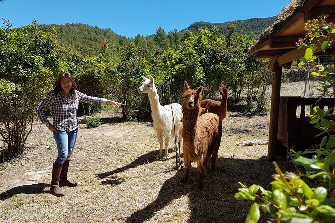 Private Tour - Hike and wine tasting at the Penedés - Explore the Scenic Countryside of Penedés on a Private Hike and Wine Tour