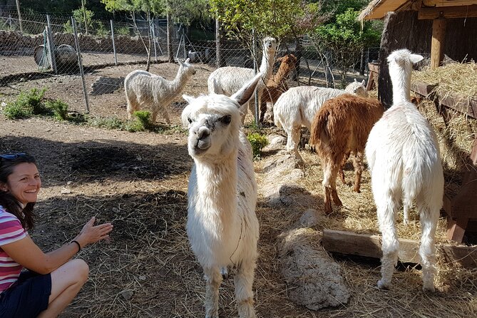 Private Tour - Hike and wine tasting at the Penedés - Visiting Historic and Cultural Sites in the Region