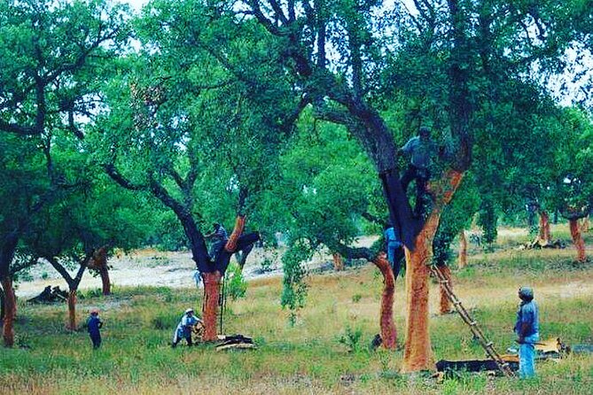 Private Tour in Evora and Monsaraz with Wine Tasting - Authentic Alentejo Cuisine in Reguengos de Monsaraz