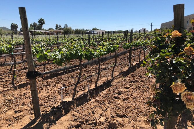 Private Tour in Guadalupe Valley, Vine Yards & Wine Route ENS MX - Why This Tour Stands Out in Guadalupe Valley