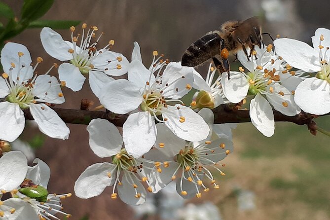Private Tour in Kamnik - Mammoth - Farmhouse and Organic Farm - Organic Farm and Eco-Friendly Products