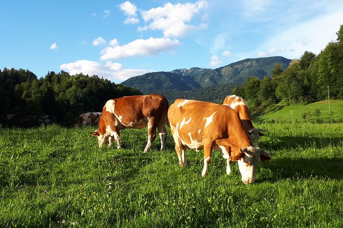 Private Tour in Kamnik - Mammoth - Farmhouse and Organic Farm - Practical Details and Booking