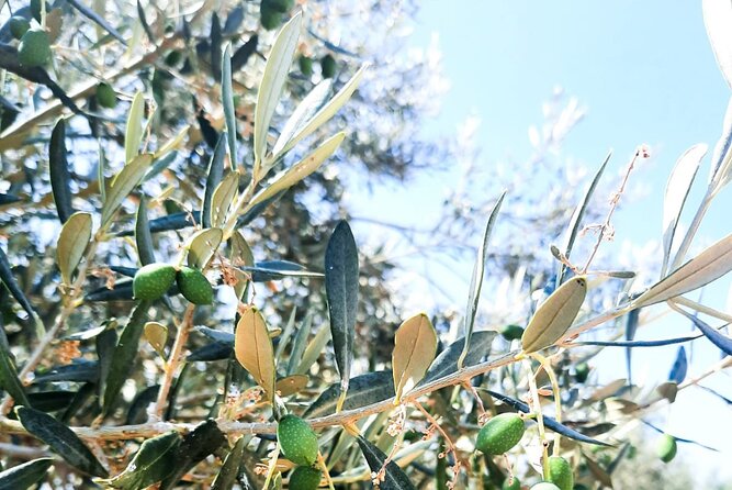 Private tour in Nafplio with Olive oil Tasting Tour in Corinth - Transportation and Comfort During the Tour