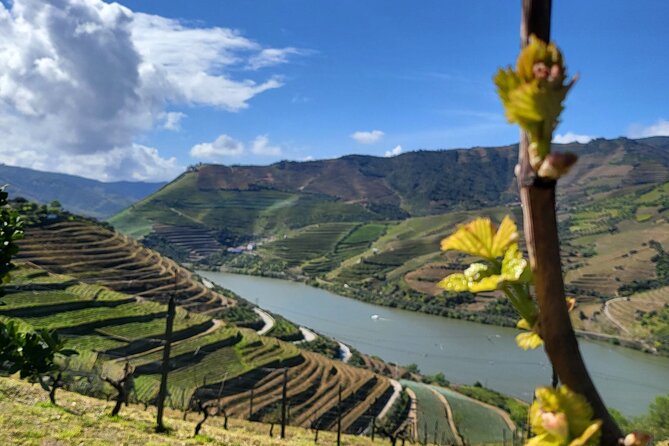 Private Tour in the Douro with Family Vineyards and Miradouro - Key Points