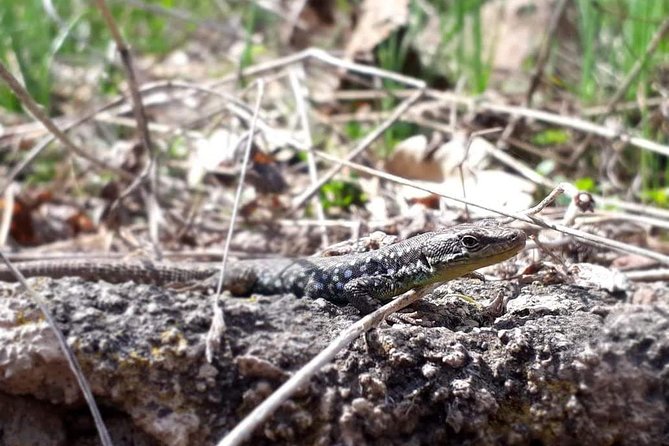 Private Tour: Khor Virap, Areni, Noravank, Jermuk - Why This Tour Stands Out for Armenia Sightseeing