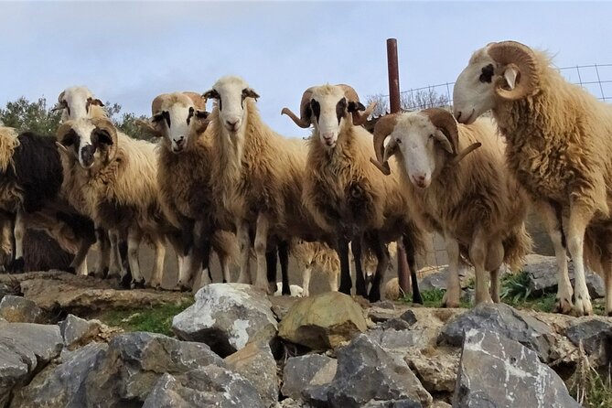 Private Tour-Knossos Palace Zeus Cave Olive Oil Mill & Wine - Walking Through Tzermiado Village