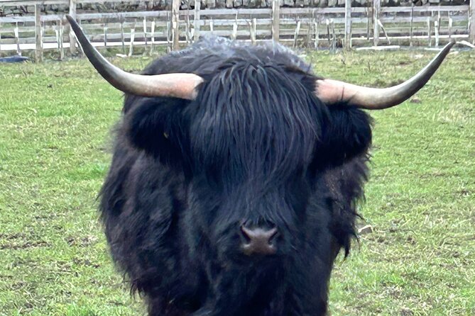 Private Tour Loch Lomond Stirling and the Kelpies from Glasgow - Visiting Pollok Country Park for Highland Cows