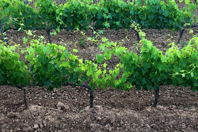 Private Tour: Montalcino Wine Tasting Experience - How the Tour Unfolds: An 8-Hour Journey