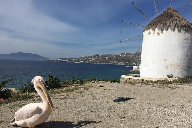 Private Tour: Mykonos Island in Half a Day - Kalo Livadi Beach and Coastal Views