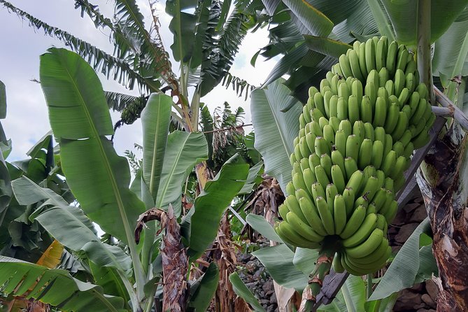 Private Tour of Banana Farm from Funchal - Explore a Private Banana Farm Tour in Funchal
