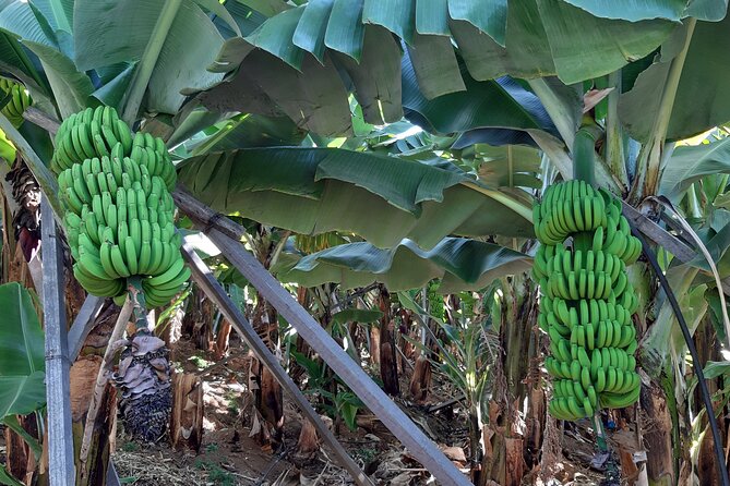 Private Tour of Banana Farm from Funchal - Key Points