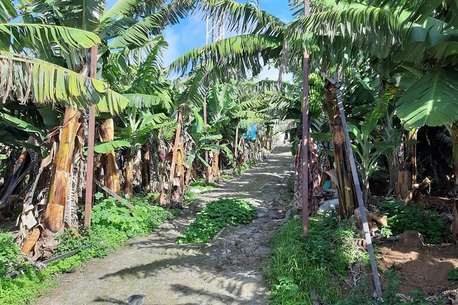 Private Tour of Banana Farm from Funchal - Scenic Viewpoint with Panoramic City Views