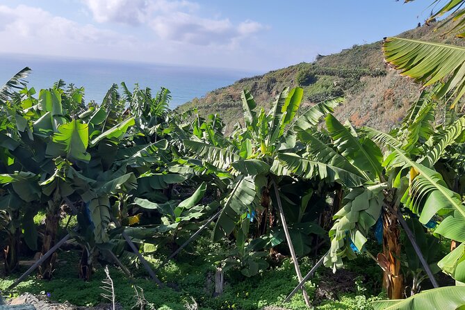 Private Tour of Banana Farm from Funchal - The Banana Tasting Experience and Educational Insights