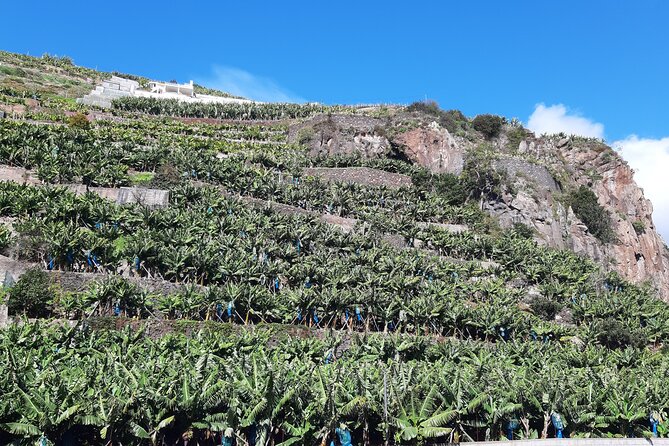 Private Tour of Banana Farm from Funchal - Physical Requirements and Accessibility