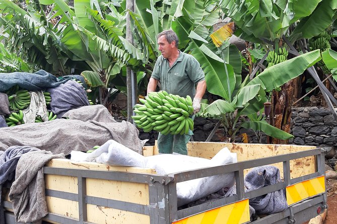 Private Tour of Banana Farm from Funchal - Booking and Availability
