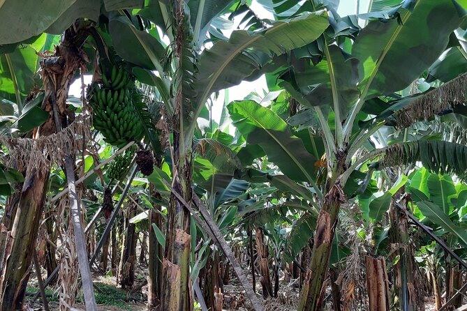 Private Tour of Banana Farm from Funchal - Who Will Appreciate This Tour Most