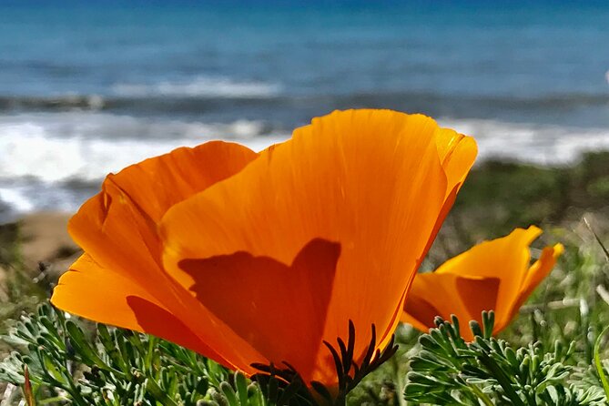 Private Tour of California's Central Coast (San Luis Obispo-Paso Robles-Cambria) - Elephant Seal Viewing at the Vista Point