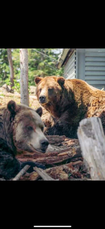 Private Tour of Capilano Suspension Bridge & Grouse Mountain - Scenic Drives and Iconic Bridges