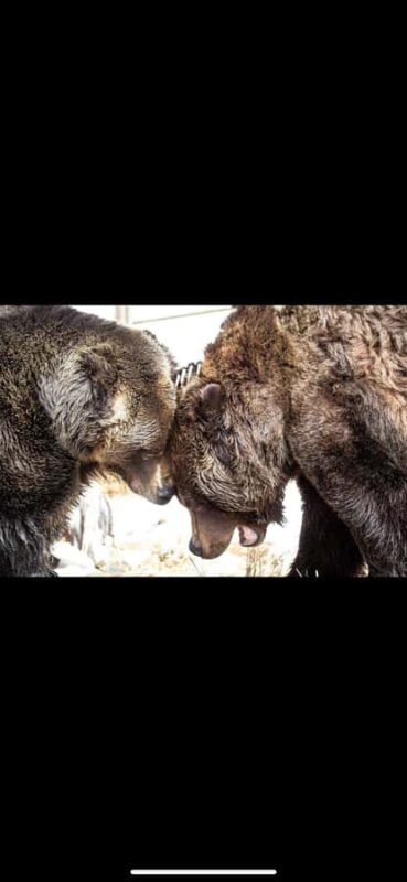 Private Tour of Capilano Suspension Bridge & Grouse Mountain - Practical Details for a Smooth Experience