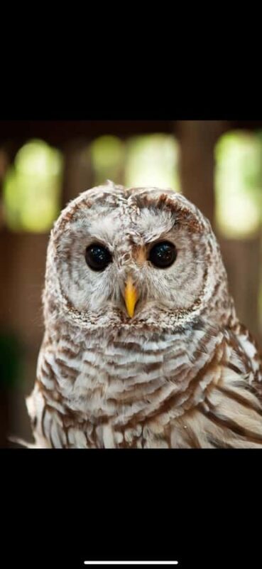 Private Tour of Capilano Suspension Bridge & Grouse Mountain - The Convenience of a Full-Day Scenic Experience