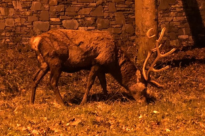 Private Tour of Dingle Peninsula from Killarney - Riasc: A Quick Stop with Cultural Significance