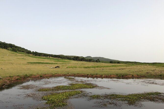 Private Tour of Fanal Park Ancient Trees - Doors Open at Fanal Forestry Station, Home to UNESCO-Listed Laurissilva Forest