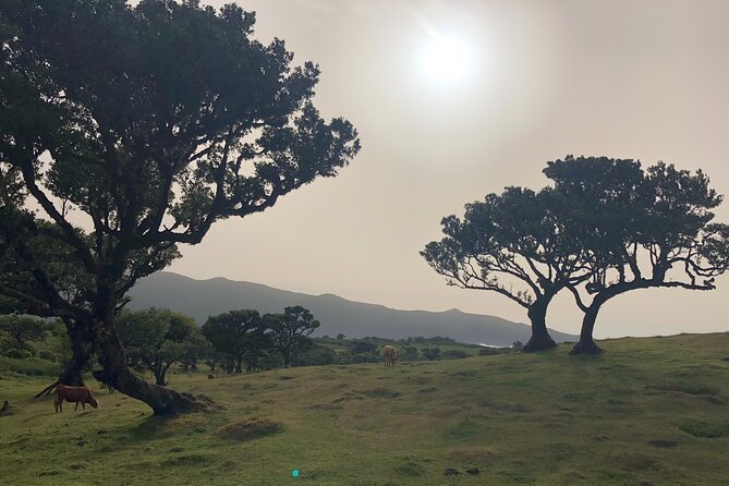 Private Tour of Fanal Park Ancient Trees - Experience the Resilience of the 500-Year-Old Tis Trees