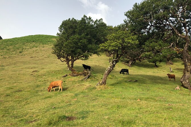 Private Tour of Fanal Park Ancient Trees - Why Choose This Private Tour of Fanal Park?