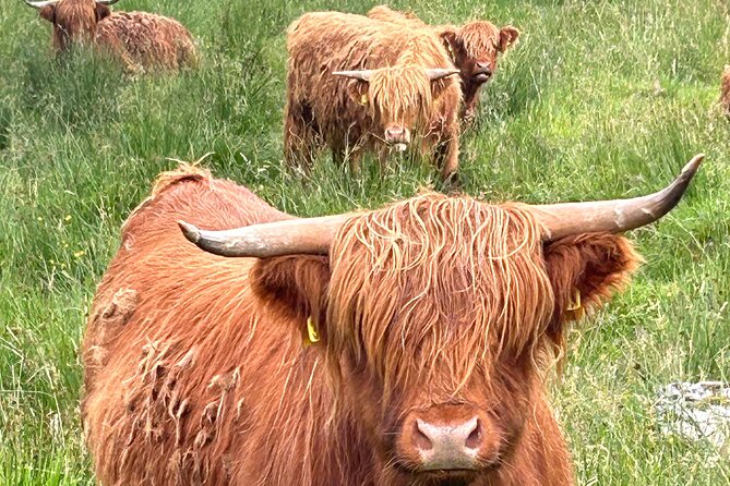 Private Tour of Loch Ness, Glencoe and Highlands from Edinburgh - Rising Above in Fort William and Ben Nevis