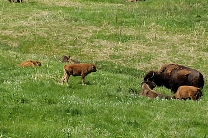 Private Tour of Mount Rushmore, Crazy Horse and Custer State Park - Exploring Custer State Park’s Scenic Highlights