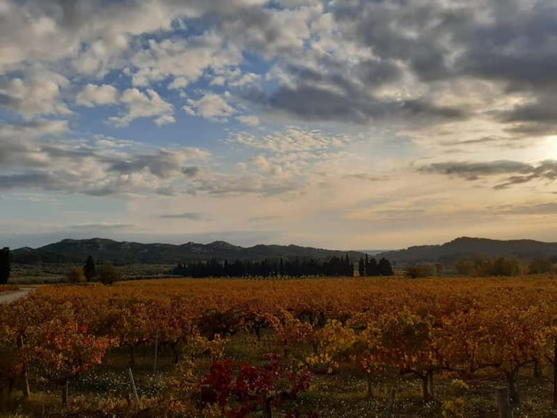 Private tour of the Alpilles, wine tastings, and local restaurant - Tasting Wines from Passionate Local Growers