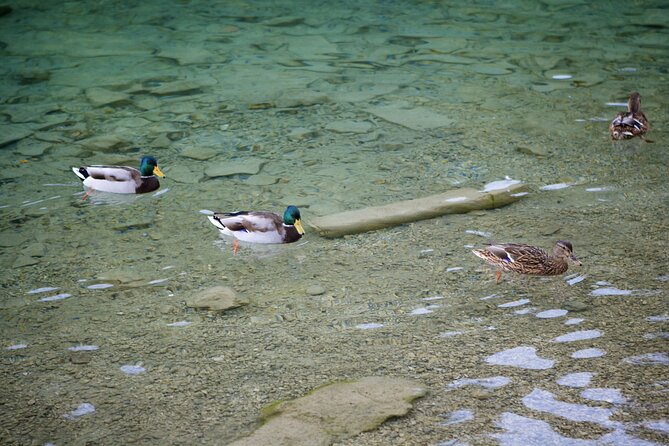 Private tour of the best of Fussen - Sightseeing, Food & Culture with a local - The Value of a Private, Customized Fussen Tour