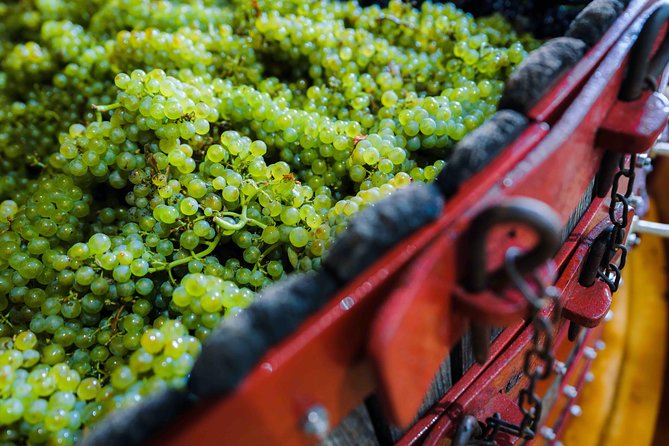 Private tour of the Champagne area, meet local producers and taste their Champagne, start from your hotel in Paris. - Practical Details: Timing, Pacing, and Physical Requirements