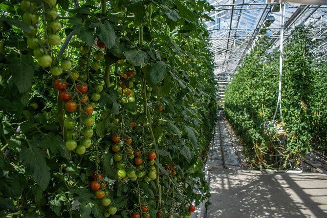 Private Tour Of The Golden Circle With Farm Visits In Iceland - The Experience According to Positive Feedback