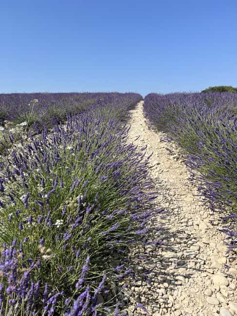 Private tour of the hilltop villages of the Luberon with a local guide - Visiting Gordes and Ménerbes: Iconic Villages and Wine Tasting