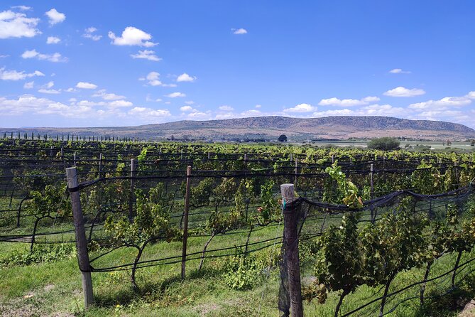 Private Tour of Wineries in San Miguel - Cuna de Tierra: Premium Wines and Architecturally Stunning Facilities